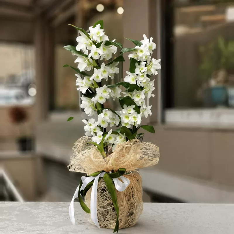 Ümraniye Beyaz Dendrobium Orkide | Can Çiçekçilik